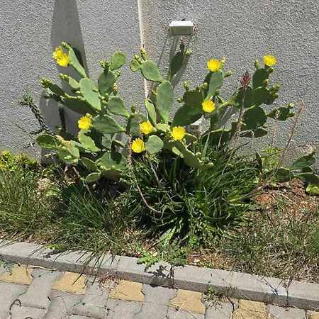 Villa Sucuraj * Sućuraj